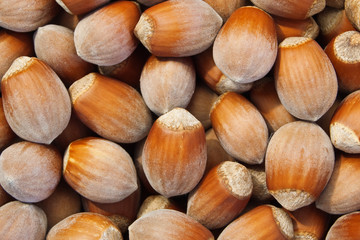 hazelnut