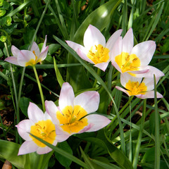 Tysons Corner Pink tulips  2010