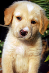 Cucciolo di Labrador 005