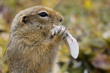 Fototapeta premium Ground Squirrel