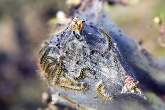 Caterpillars