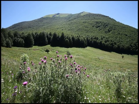 pollino