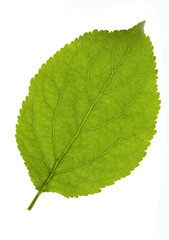 Plum leaf isolated