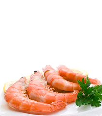 Shrimp on white background