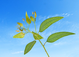 eucalyptus branch on sky background