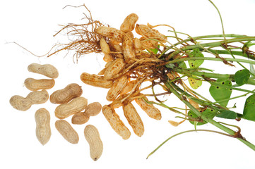 Groundnut Plant With Groundnut Attached To The Roots
