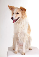 Border Collie Hündin