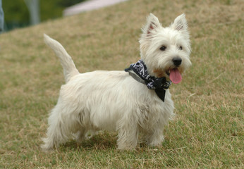 WEST HIGHTLAND WHITE TERRIER