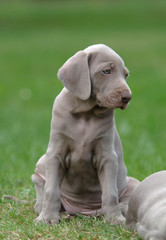 WEIMARANER 40GG