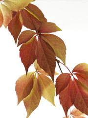 herbstblätter an ast