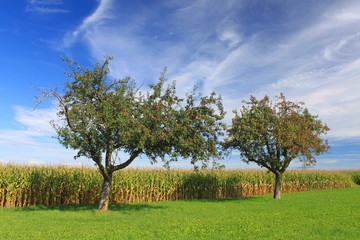 Fototapeta na wymiar Apfelbäume
