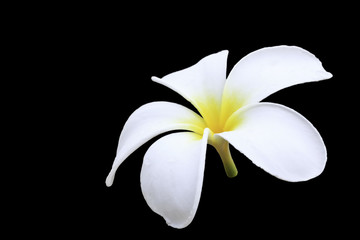 Plumeria