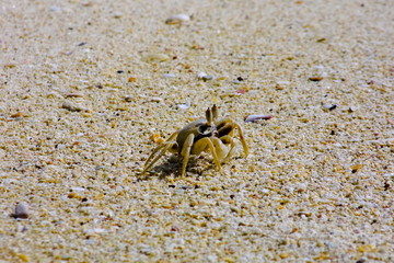 little crab on the beach