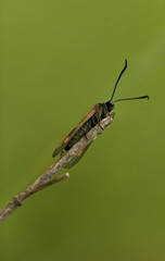 black butterfly on green close up