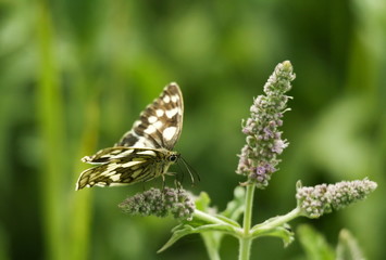 Obraz na płótnie Canvas butterfly on mint plant close up