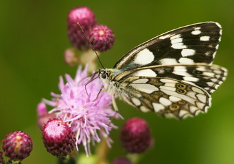 white black butterfly on pink flowers close up