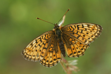 butterfly close up on green