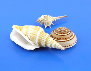 Sea shells on the blue background. Shallow DOF.