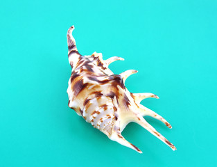 Big sea shell on the turquoise background.