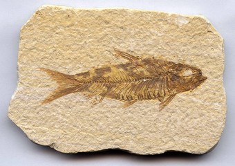 Pesce fossile