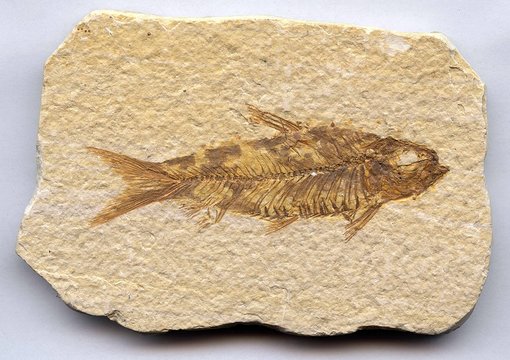 Pesce fossile