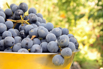 fresh violet grapes on bawl