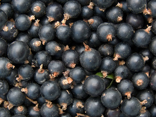 Berries,  currant  black