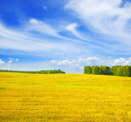 Fototapeta premium Autumn landscape