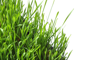 Wheatgrass