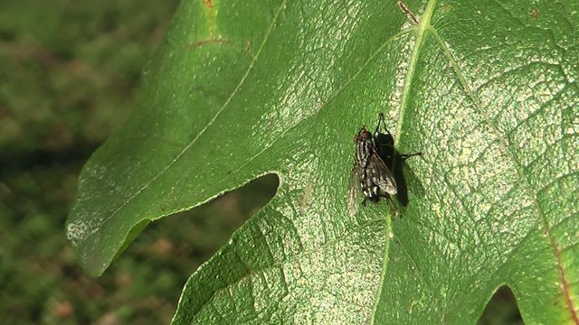 Mosca su foglia di fico