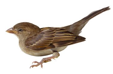 American Tree Sparrow