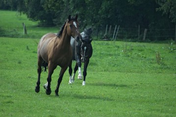 Obraz premium Trabende Pferde