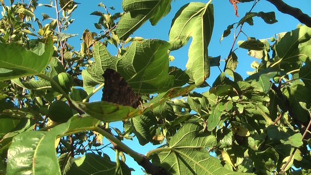 Pianta di fico