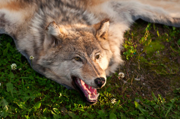 wolf