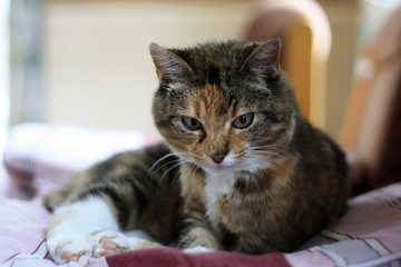 réveil du chat