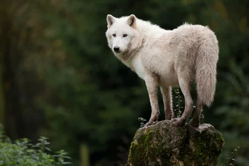 Papier Peint photo Lavable Loup loup blanc hurlement hurler peur chien animal sauvage.jpg