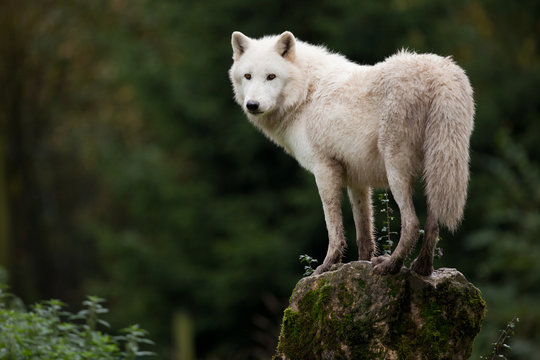 7 495 Best Loup Images Stock Photos Vectors Adobe Stock 7 495 Best Loup Images Stock Photos Vectors Adobe Stock