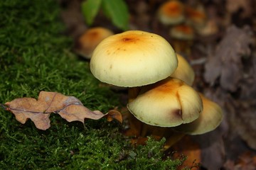 Pilze