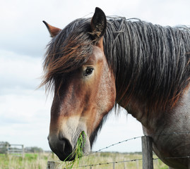 Head of a brabant draft horse chewing grass
