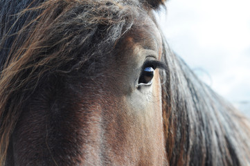 Close-up of the head of a brabant draft horse, shallow dof - obrazy, fototapety, plakaty