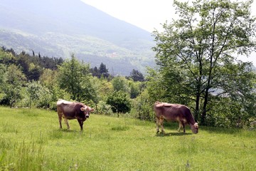 Fototapeta na wymiar Two cows graze on mountain side under tree