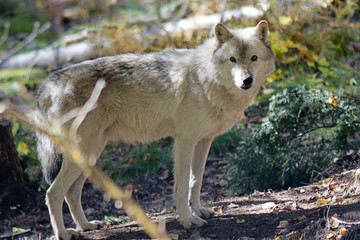 Timber wolf