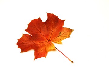 Ahornblatt im Herbst