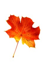 Herbstblatt - Ahorn