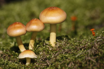 Grünblättrige Schwefelköpfe