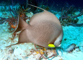 Franzosen-Kaiserfisch (Pomacanthus paru)
