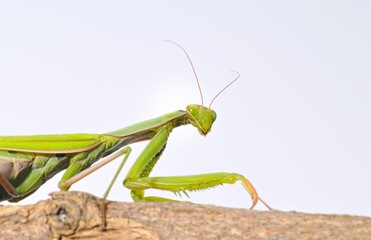 Mirada de mantis