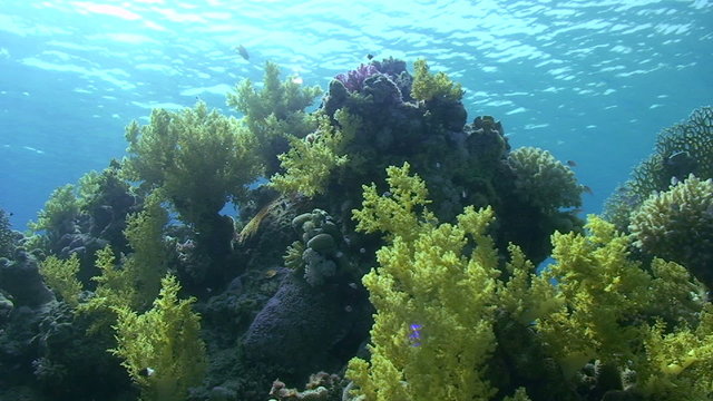 Soft Coral and calm ocean surface