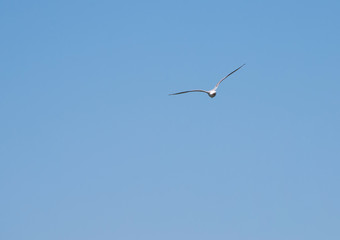 gull in cloudless sky