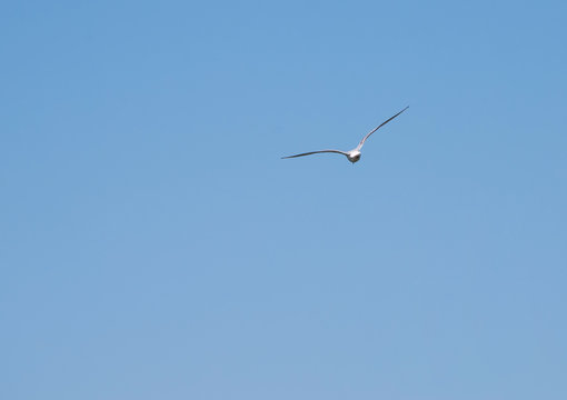 gull in cloudless sky